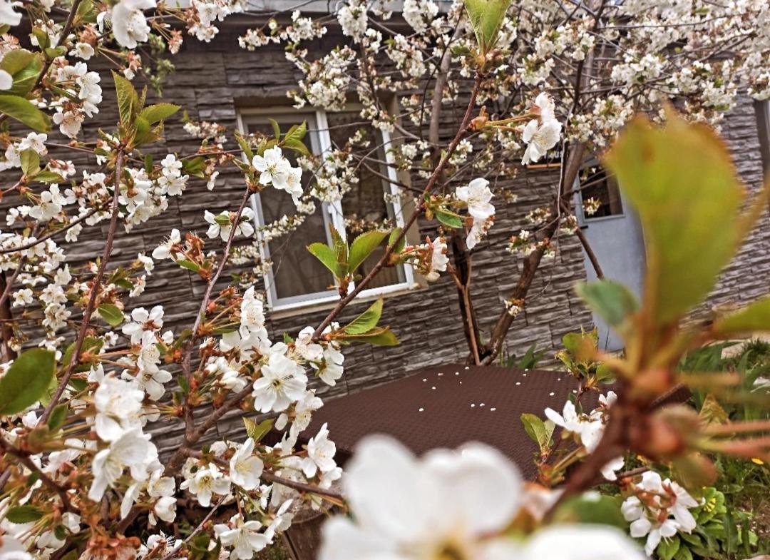 Cherry House Kasbegi Buitenkant foto